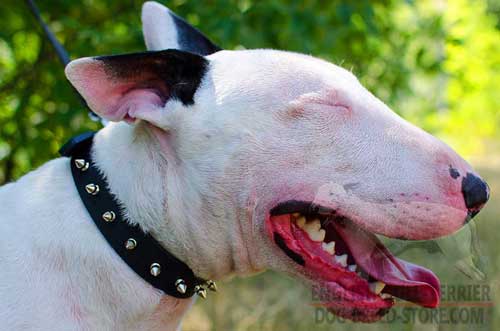 Extremely Durable Leather Bull Terrier Collar Decorated With One Row Of Spikes