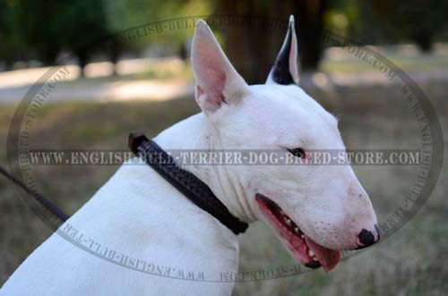 Elegant Leather Dog Collar for Bull Terrier Decorated with Braiding