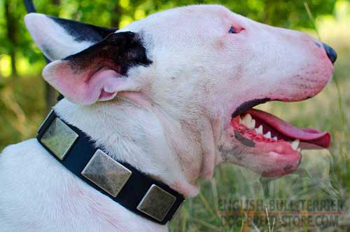 Exclusive Design Leather Bull Terrier Collar for Walking