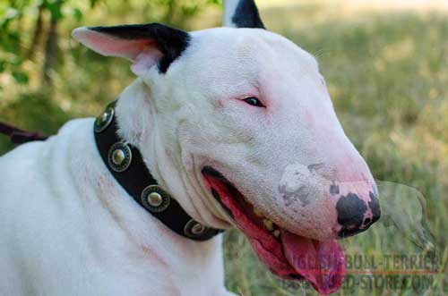  Marvelous Leather Bull Terrier Collar Decorated With Circles