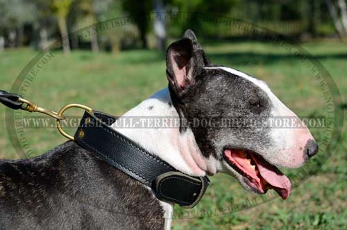 Functional Leather Bull Terrier Collar with Brass D-Ring for Quick Lead Attachment