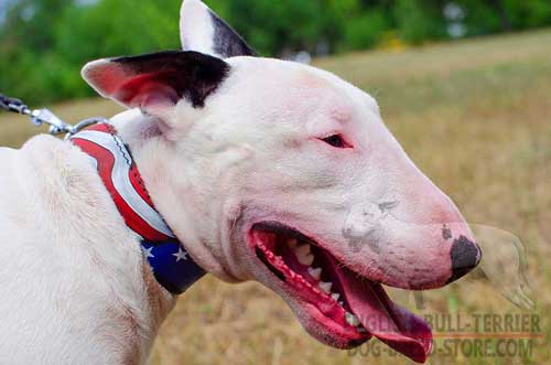 Hand Painted Leather Dog Collar for Bull Terrier