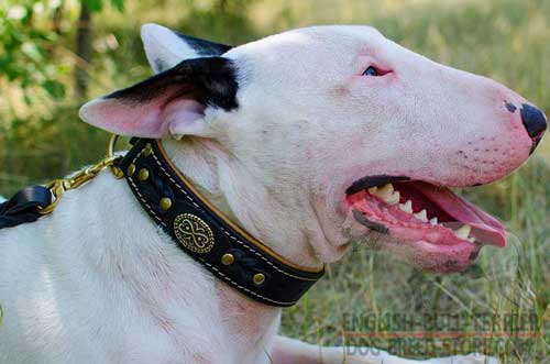 Padded Leather Bull Terrier Collar with Decorations