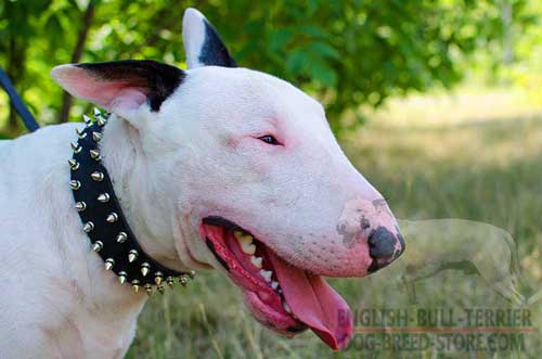 Designer Leather Bull Terrier Collar with Spikes