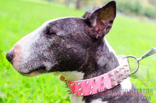 Fancy Leather Bull Terrier Collar of Spiked Design
