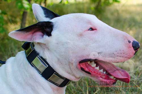 Stunning Leather Bull Terrier Collar Decorated With Wide Plates