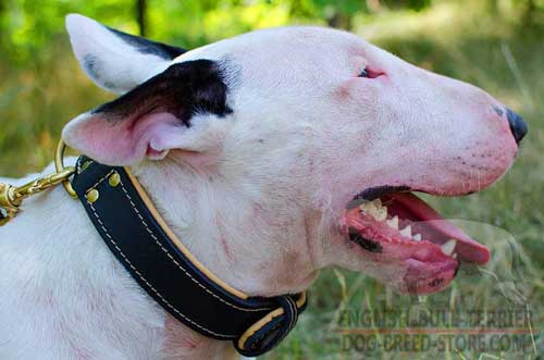 Royal Leather Bull Terrier Collar with Extra Soft Nappa Padding