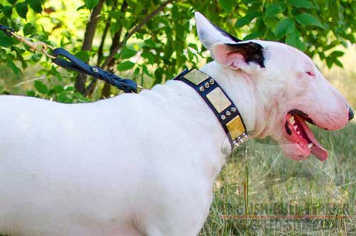 Handcrafted Strong Leather Bull Terrier Collar Decorated With Plates And Spikes