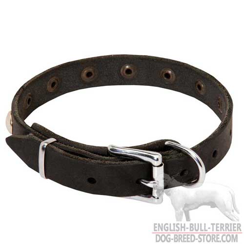 Studded Leather Bull Terrier Collar with Solid Nickel Plated Fittings