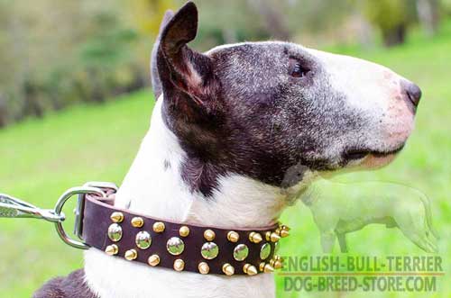 Bull Terrier Collar Spiked