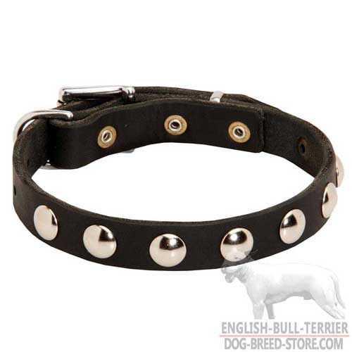 Training Studded Leather Bull Terrier Collar 