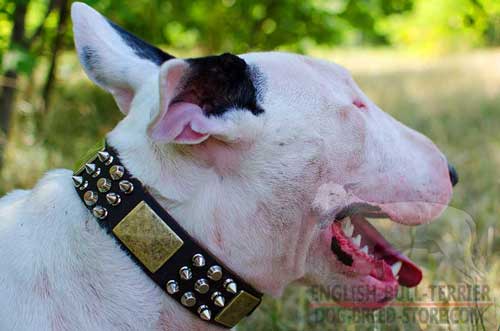 Training Leather Dog Collar for Bull Terrier Adorned with Brass Decorations 