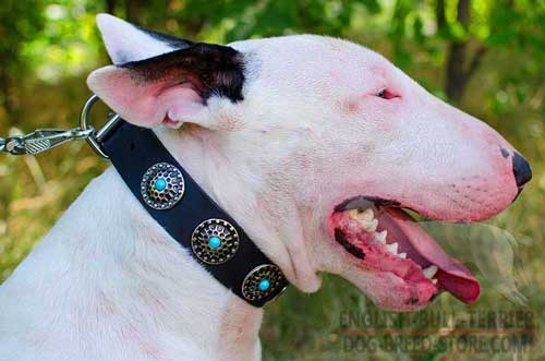 Leather Bull Terrier Collar with Unique Nickel Decorations