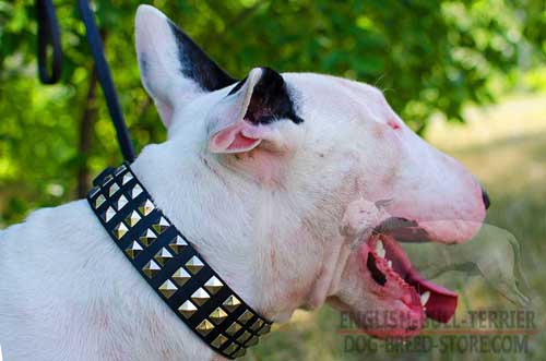 Stylish Leather Bull Terrier Collar with Pyramids for Walking