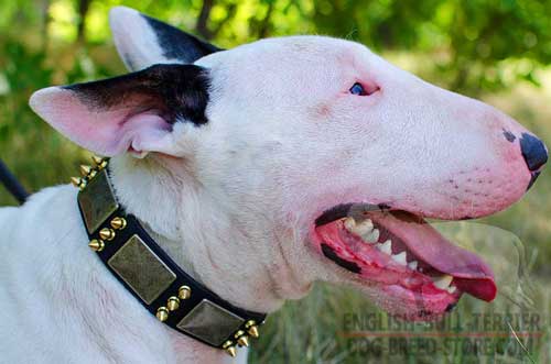 Designer Leather Bull Terrier Collar with Decorations
