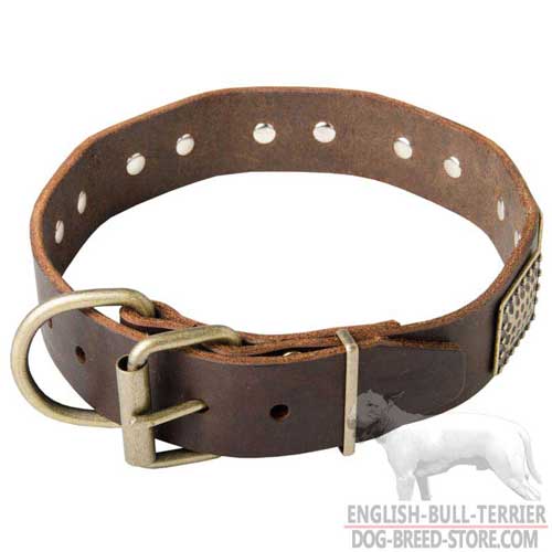 English Bull Terrier Collar with Brass Buckle