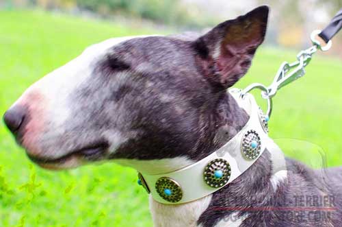 Designer White Leather Bull Terrier Collar for Stylish Female Dogs