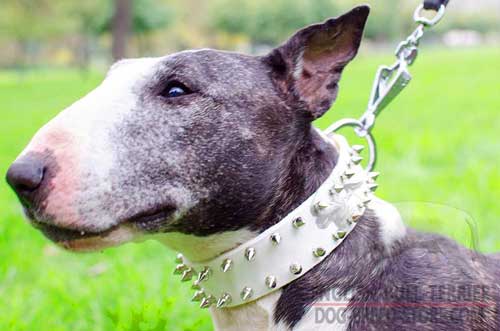 White Leather Bull Terrier Collar Adorned With Nickel Spikes