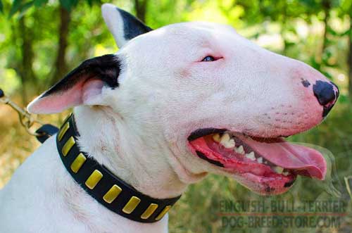 Classy Wide Leather Bull Terrier Collar for Daily Walking