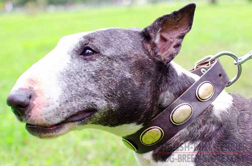 Decorated Leather Bull Terrier Collar