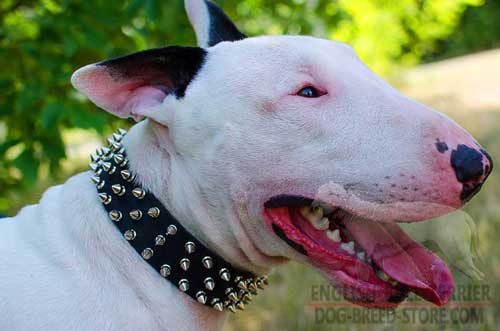 Spiked Design Leather Bull Terrier Collar 