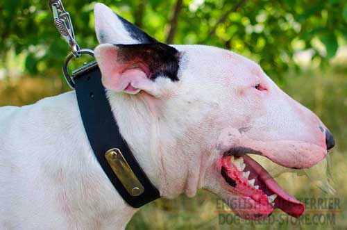 Solid Leather Bull Terrier Collar with Nickel Plated Identification Plate