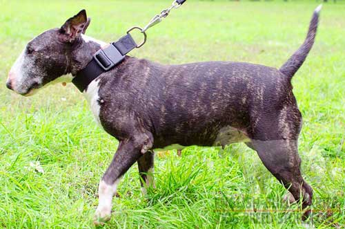 Strong Nylon Dog Collar for Bull Terrier Walking and Training