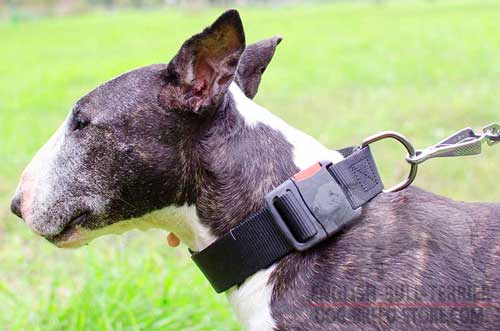 Nylon dog collar for Bull Terriers
