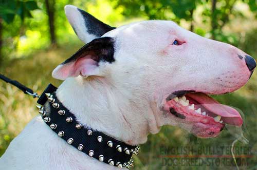 Bull Terrier Collar Spiked