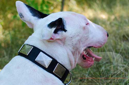 Reliable Nylon Bull Terrier Collar With Handset Decorations