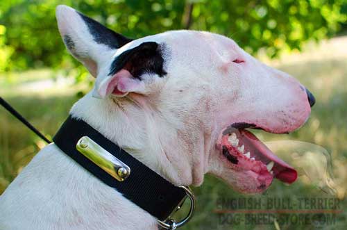 Strong Nylon Bull Terrier Collar with Identification Tag