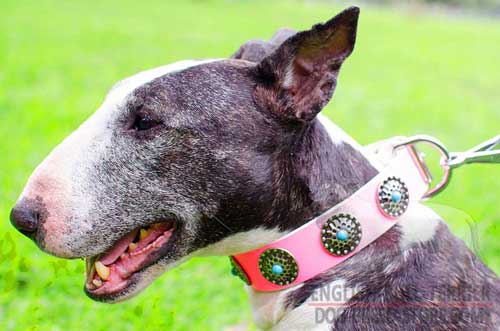 Walking Pink Leather Bull Terrier Collar With Stylish Blue Stones