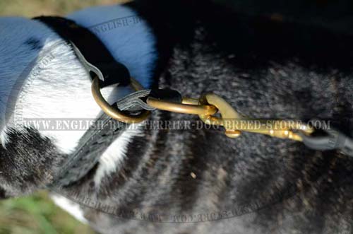 Bull Terrier collar  