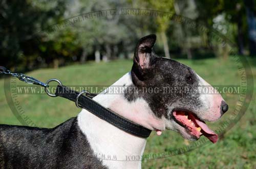 Leather Bull Terrier collar is extra durable