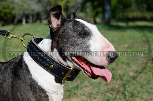 Leather Bull Terrier Collar with Elegant Braids 