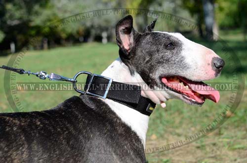 Collar for Bull Terrier of nylon for walking and training