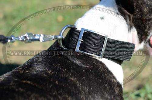 Bull Terrier collar with D-ring for on-leash training 