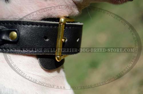 Brass Buckle on Leather Bull Terrier Collar