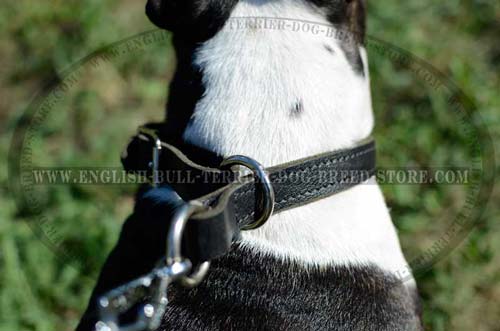 Bull Terrier collar with attachment for a leash