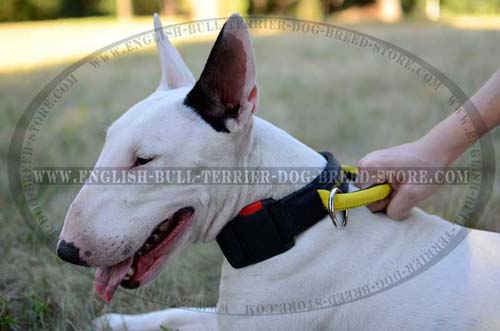 Water Resistant Nylon Bull Terrier Collar with Quick Release Buckle and Handle