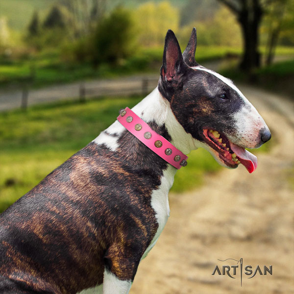 Bull Terrier comfortable wearing dog collar of fashionable leather