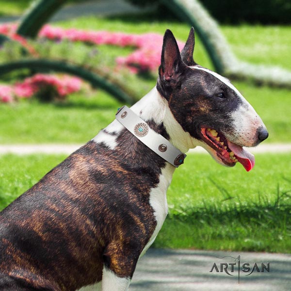 Bull Terrier everyday use dog collar of stylish leather