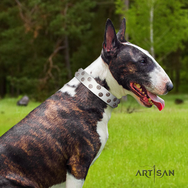 Bull Terrier walking dog collar of awesome quality leather