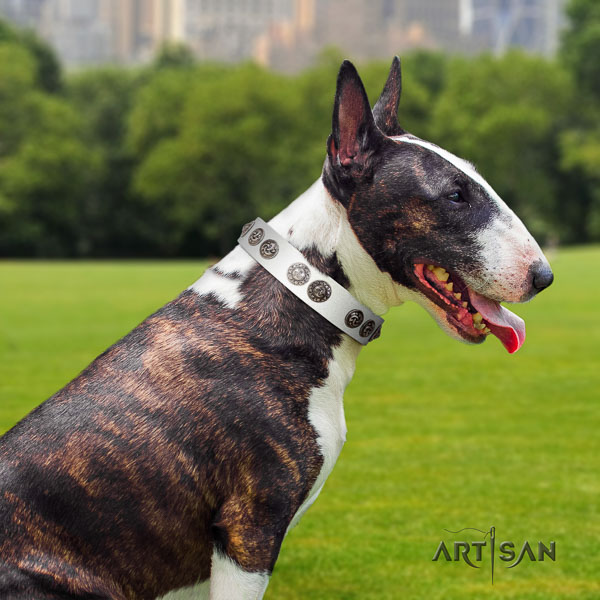 Bull Terrier everyday walking dog collar of exquisite quality natural leather