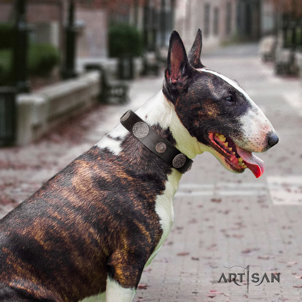 Bull Terrier walking dog collar of stylish natural leather