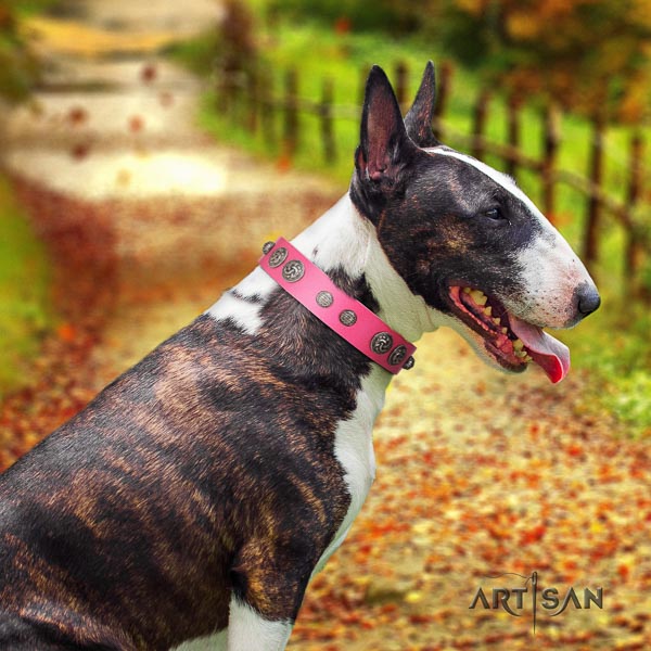 Bull Terrier comfortable wearing dog collar of exceptional quality natural leather