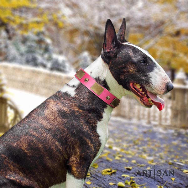 Bull Terrier basic training dog collar of designer natural leather