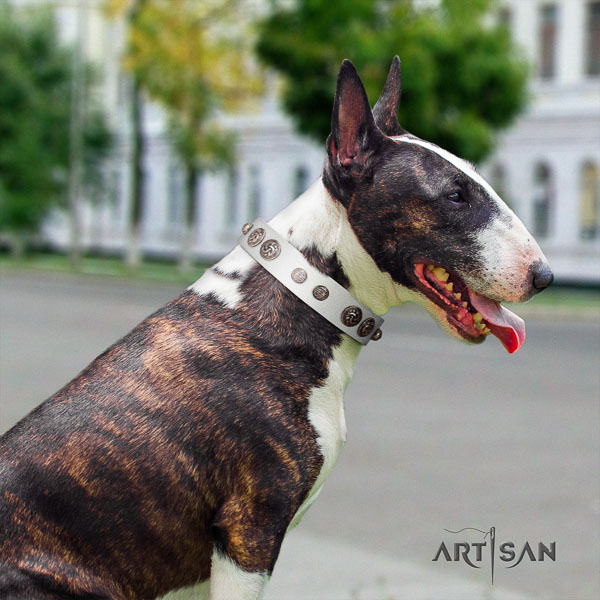 Bull Terrier stylish walking dog collar of awesome quality genuine leather