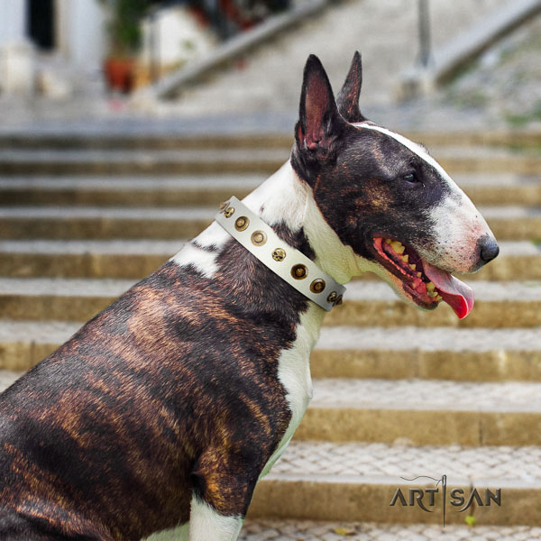 Bull Terrier awesome genuine leather dog collar with adornments