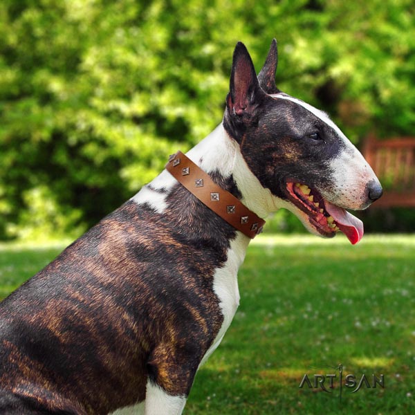Bull Terrier comfy wearing dog collar of flexible leather